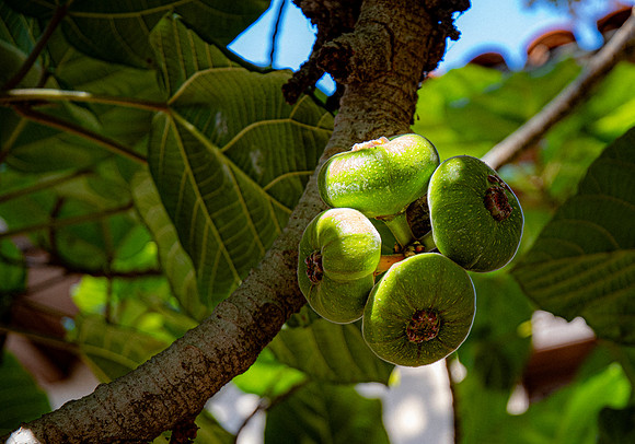 Fig Tree