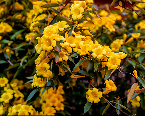 Floral Sunshine, Makes me Smile