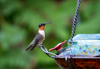 Ruby Throat Hummingbird