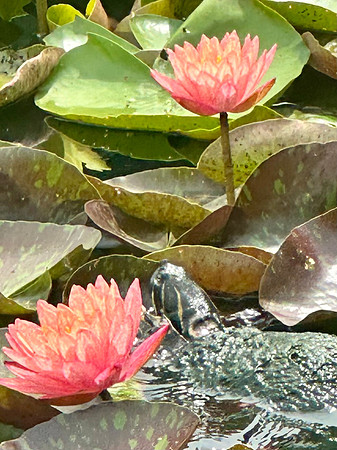 8 Wading Through the Water Lilies