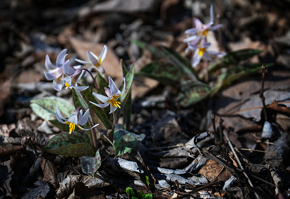 Trout Lilies Bloom