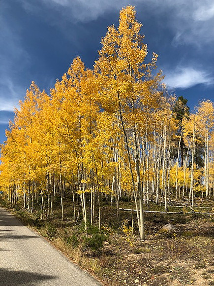 Aspens of Colorado