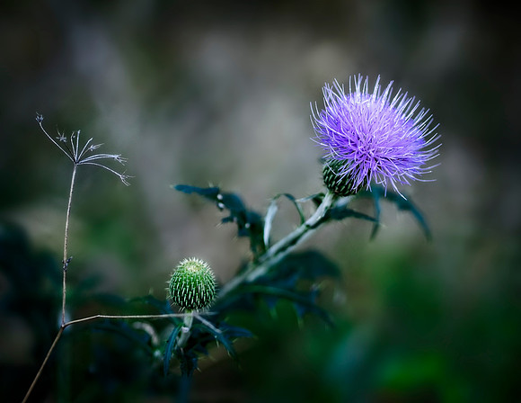 Autumn Bloom