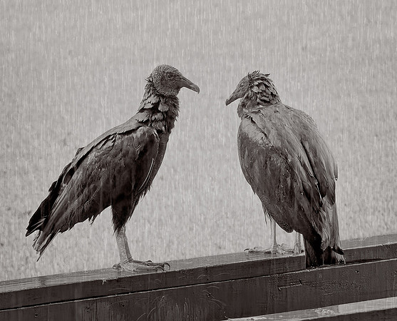 Buzz, this rain is the pits!