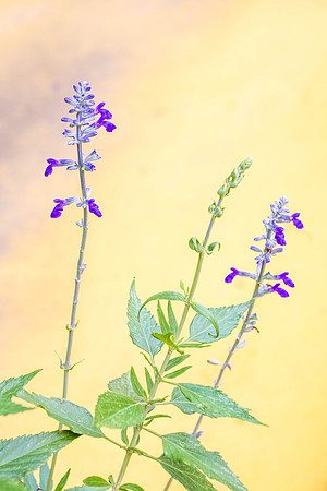 Flora