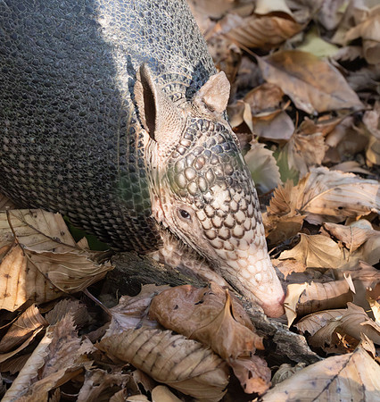 Nine-Banded Armadillo