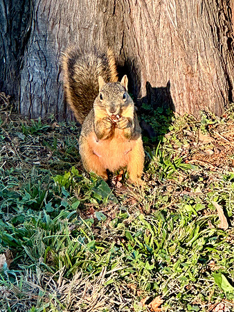 Nuts About Pecans
