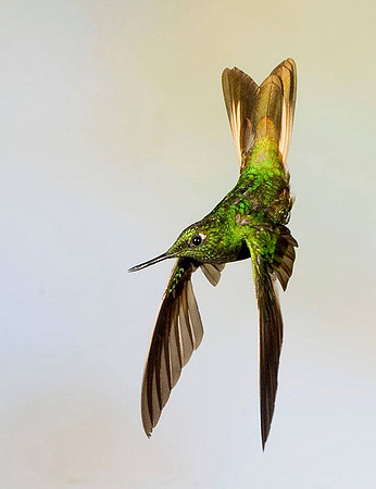 Buff Tail Hummingbird