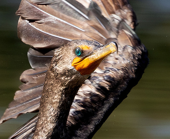 Double-Crested Cormorant