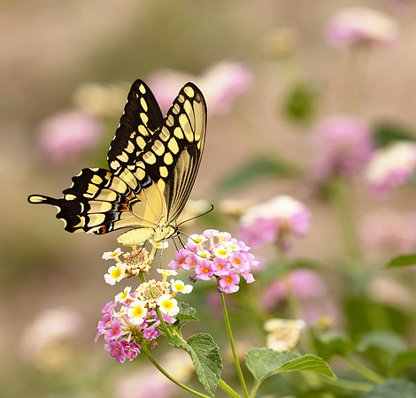 Giant Swallowtail