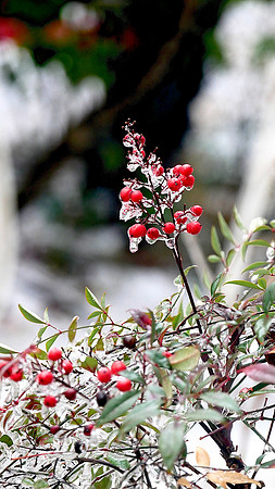 Berries on Ice