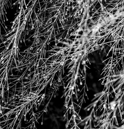 Dewdrops