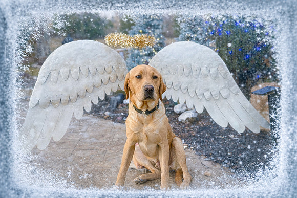 Hark! Harold the Angel Sings