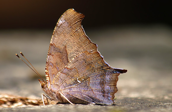 That's Why It's Called a Question Mark Butterfly