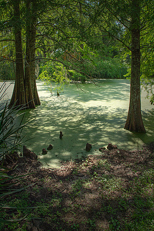 View from Louisiana