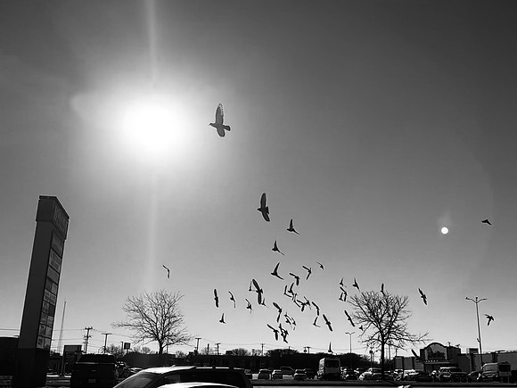 Birds in Flight