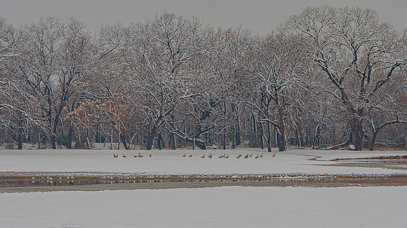 Icy Morning