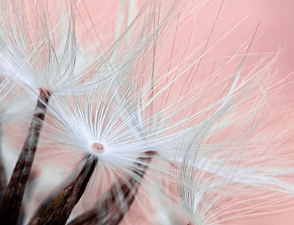 Bursting with Life