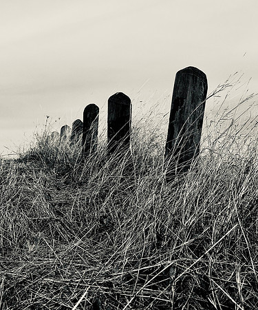 Posts in a Field
