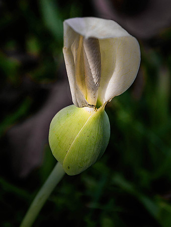 Enfolded