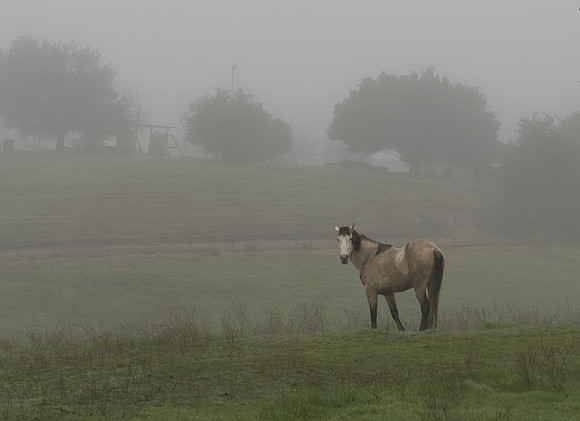 Morning Fog