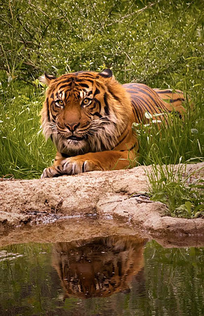 Tiger Reflecting