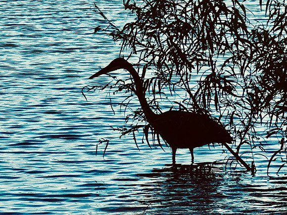 Serenity at the Lake