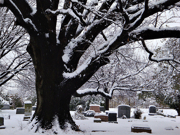 Snowy Resting Place