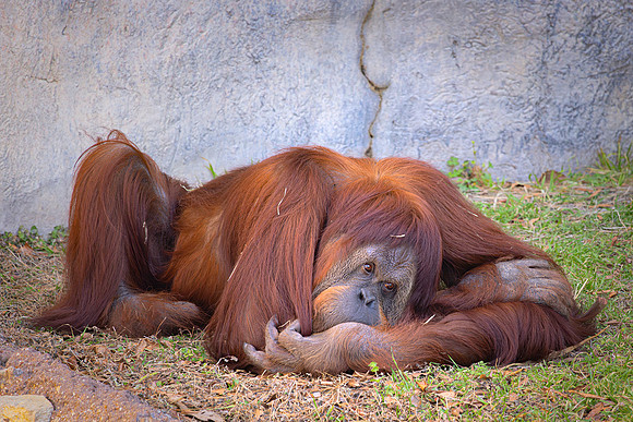 Time for an Afternoon Nap