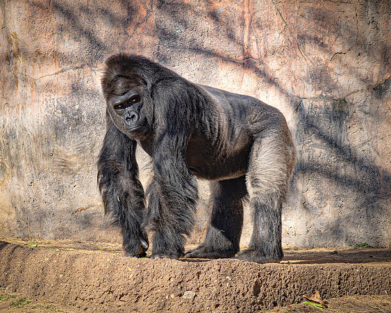 Silverback