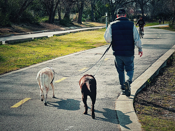 Walking the Dogs