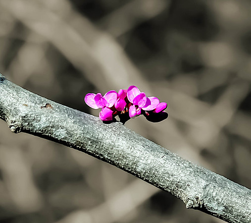 First Signs of Spring