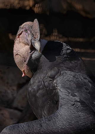 Andean Condor