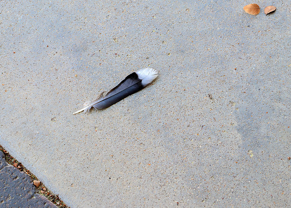 The Feather