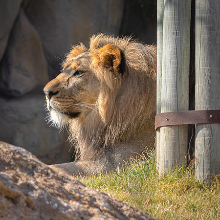 Lion King