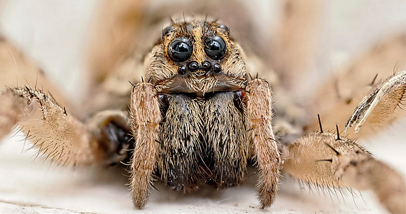 I Have my Eyes on You