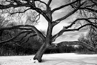 Judges Choice Winner-Oh No, says the Texas Oak over 2021 Winter Storm