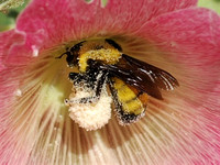 Gathering Pollen