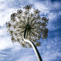Queen Anne's Umbrella