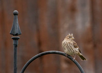 Having a Bad Hair Day