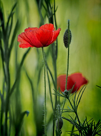 Delicate Red