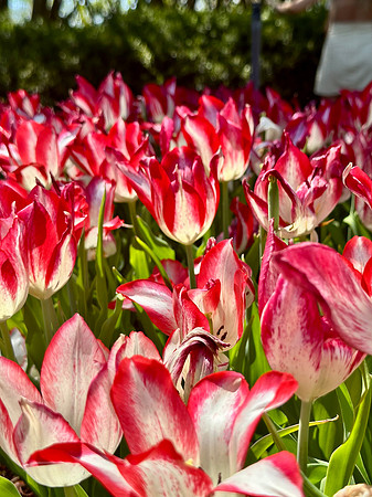 Red and White Delights