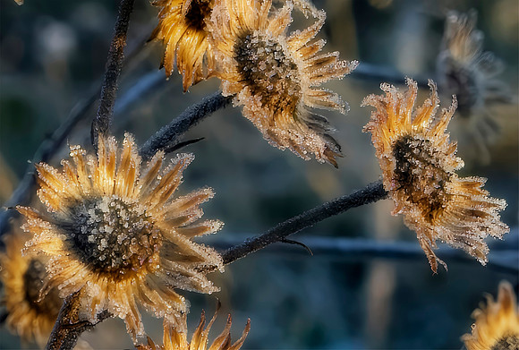 Sun Seekers