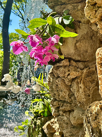 Waterfall Orchids