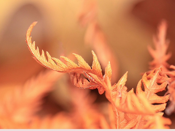 Winter Fern