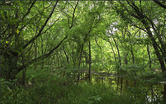 Rowlett Creek