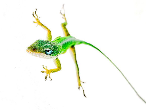 Climbing the Walls