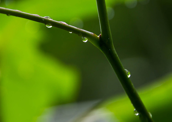 Raindrops