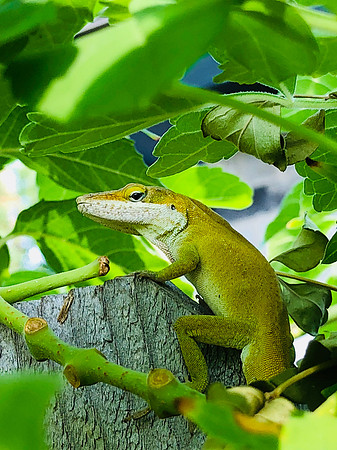 Nature's Camouflage -- the Quiet Observer