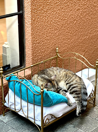 Andi, the Rosewood Mansion Hotel Cat